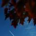 Exhaust from an overhead plane is seen in a bright blue sky as leaves turn color as fall moves into the west side of Ann Arbor. Melanie Maxwell I AnnArbor.com